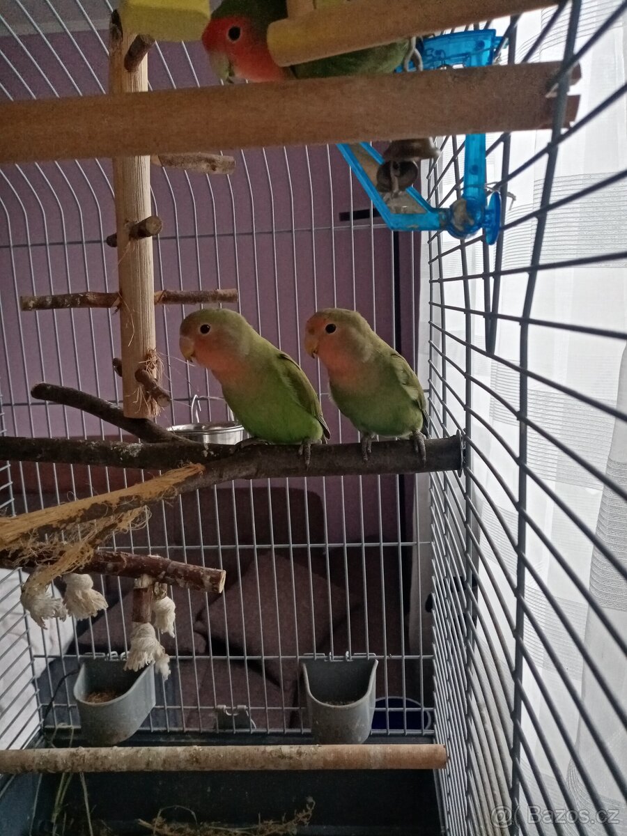 papoušík růžohrdlý (Agapornis roseicollis)