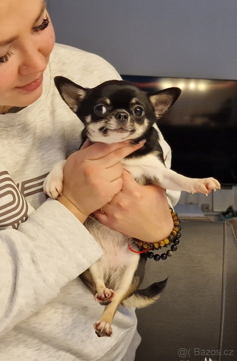 Čivava s pp holčička