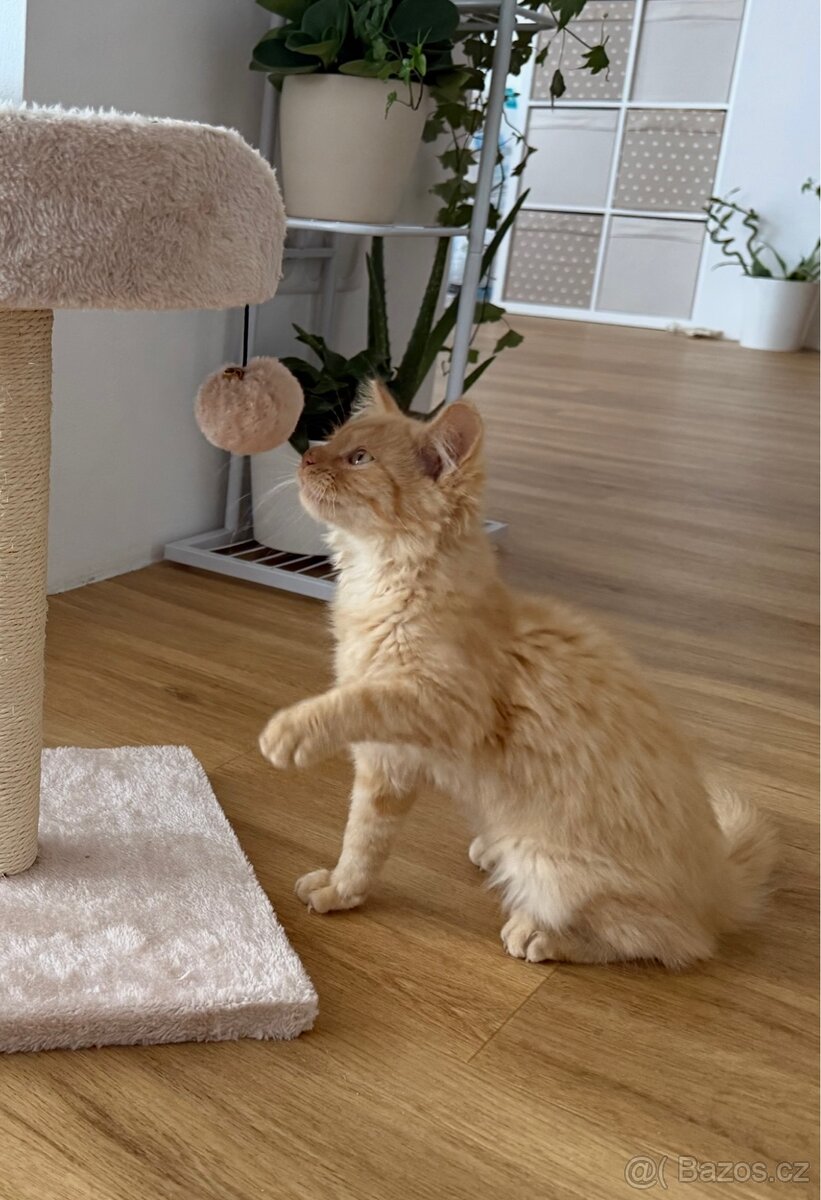 Kocourek, kote, kocour