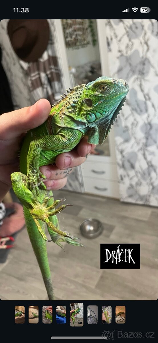 Leguán Zelený-samice