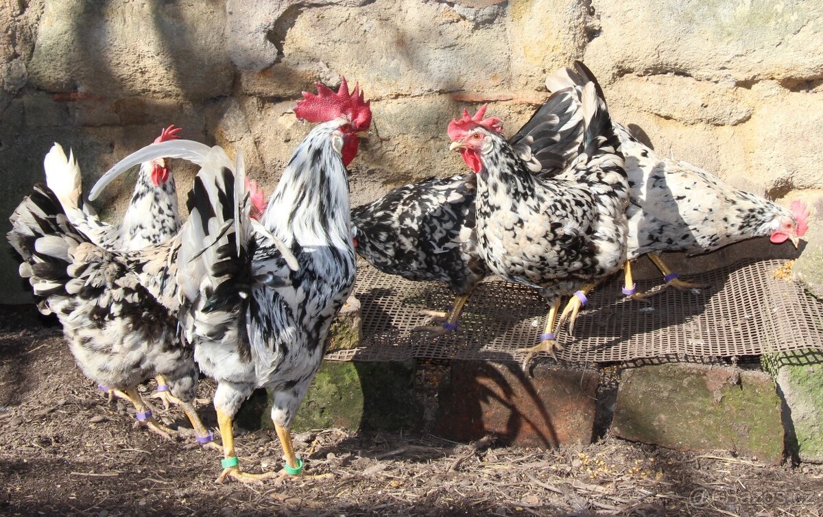 Násadová vejce vlaška Exchequer