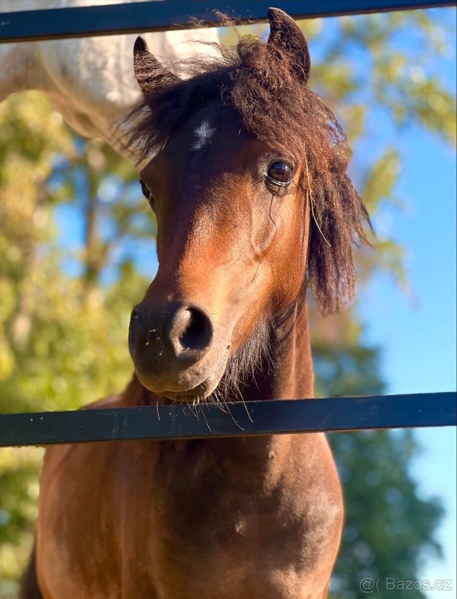 Pony