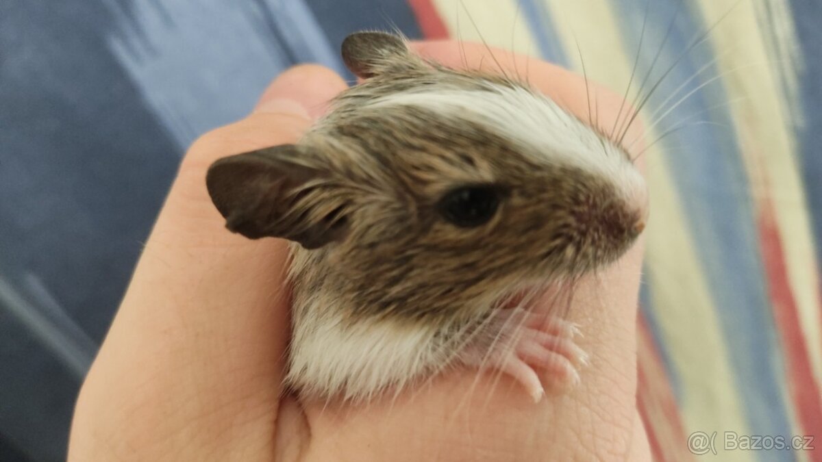 osmáčata osmák degu, myšáci