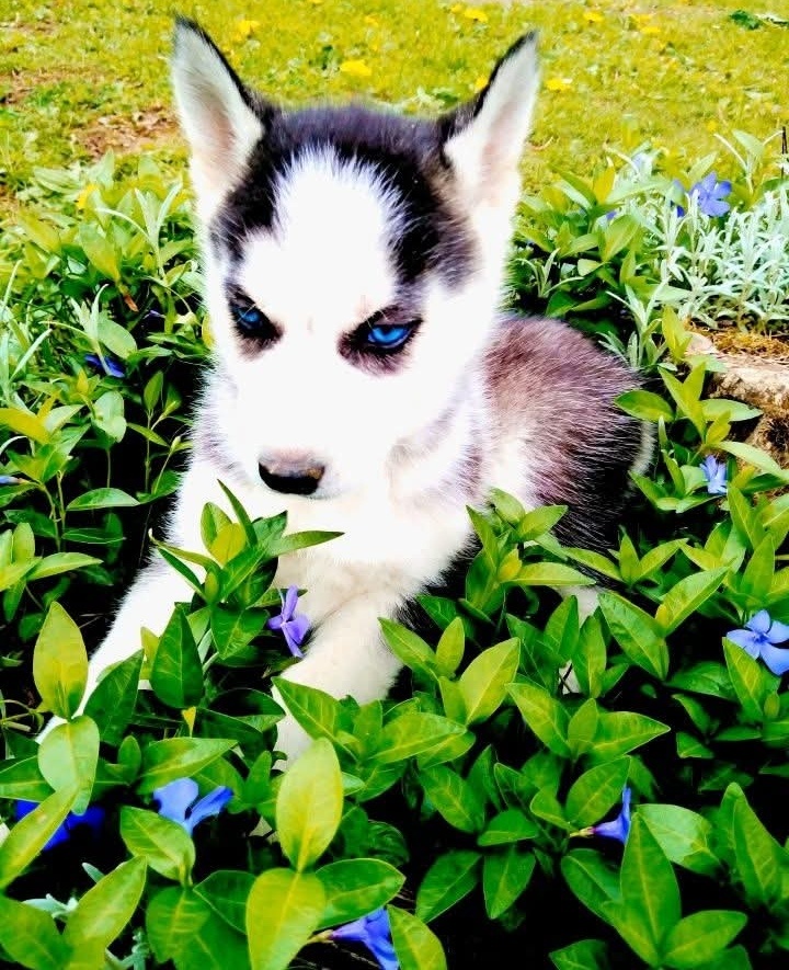 Sibirsky husky