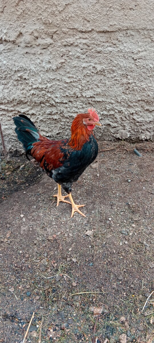 Kohouti