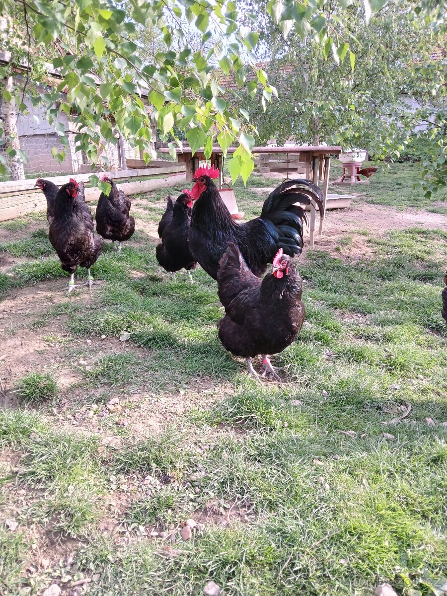 Australka - násadová vejce
