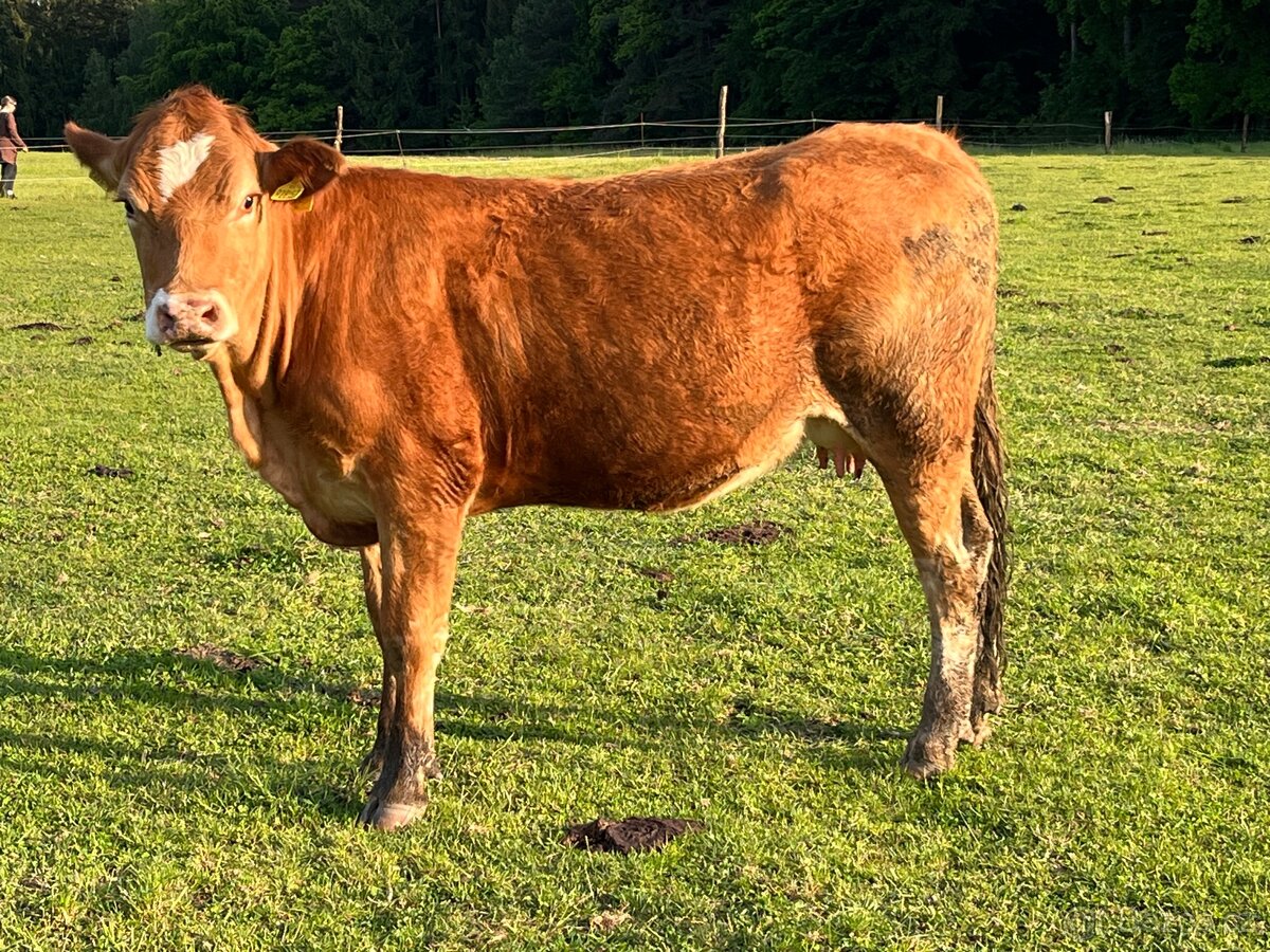 Kráva EKO