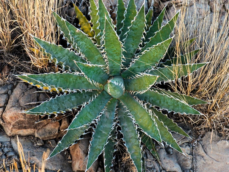 Sazenice Agave xylonacantha Blue