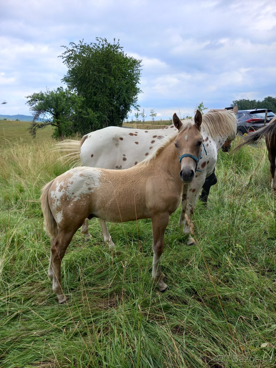 Appaloosa