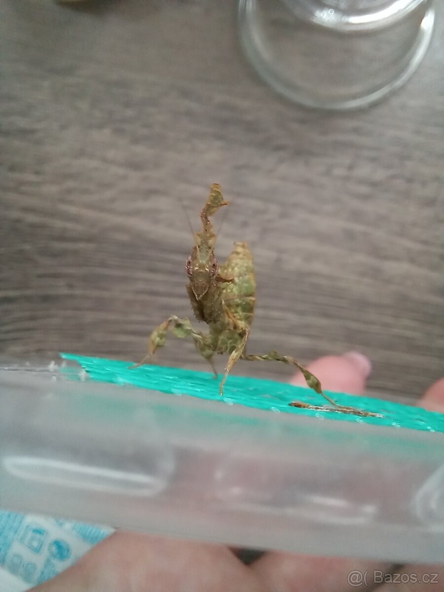 Kudlanky Phyllocrania Paradoxa