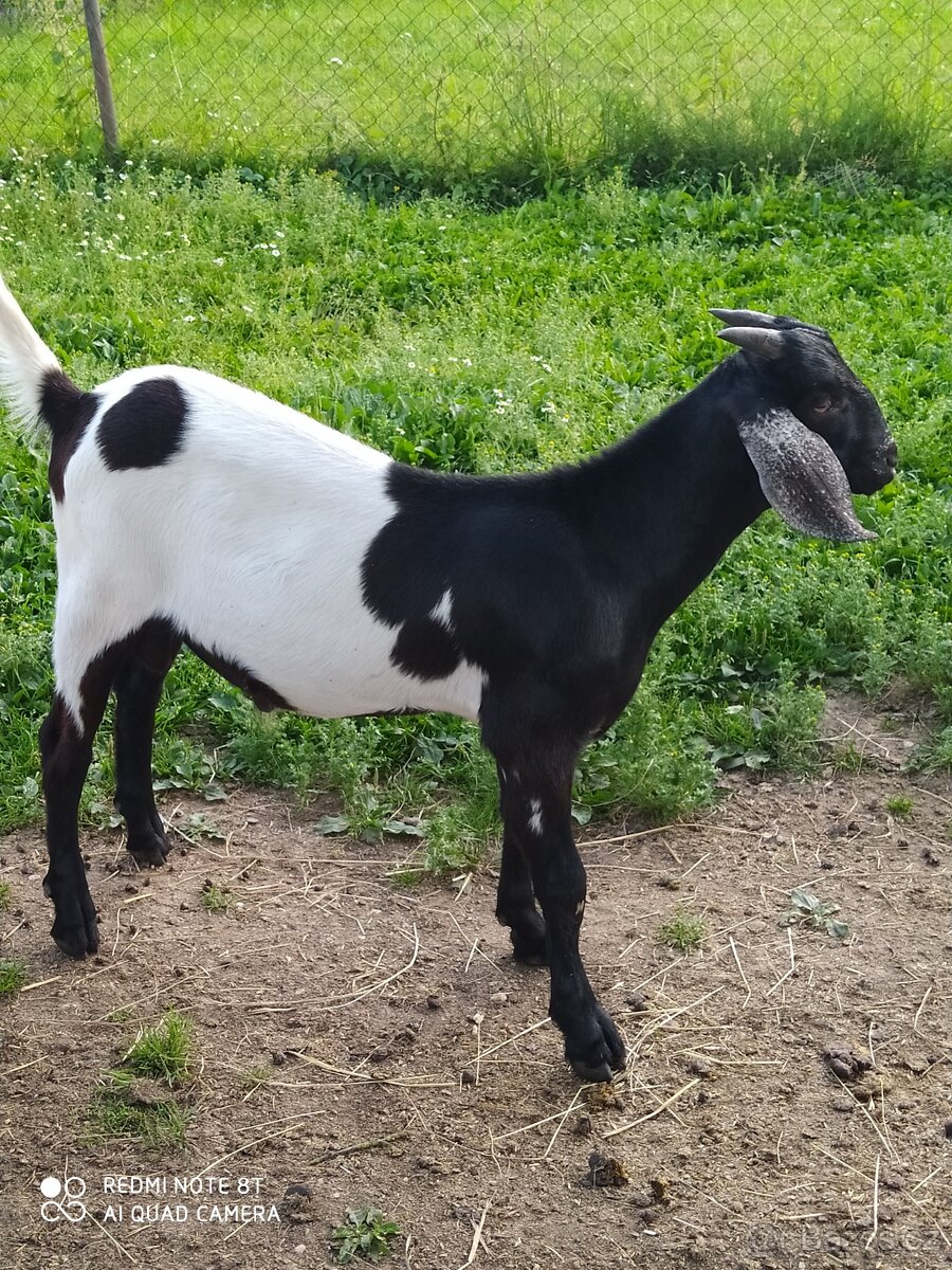 Kůzlata na maso