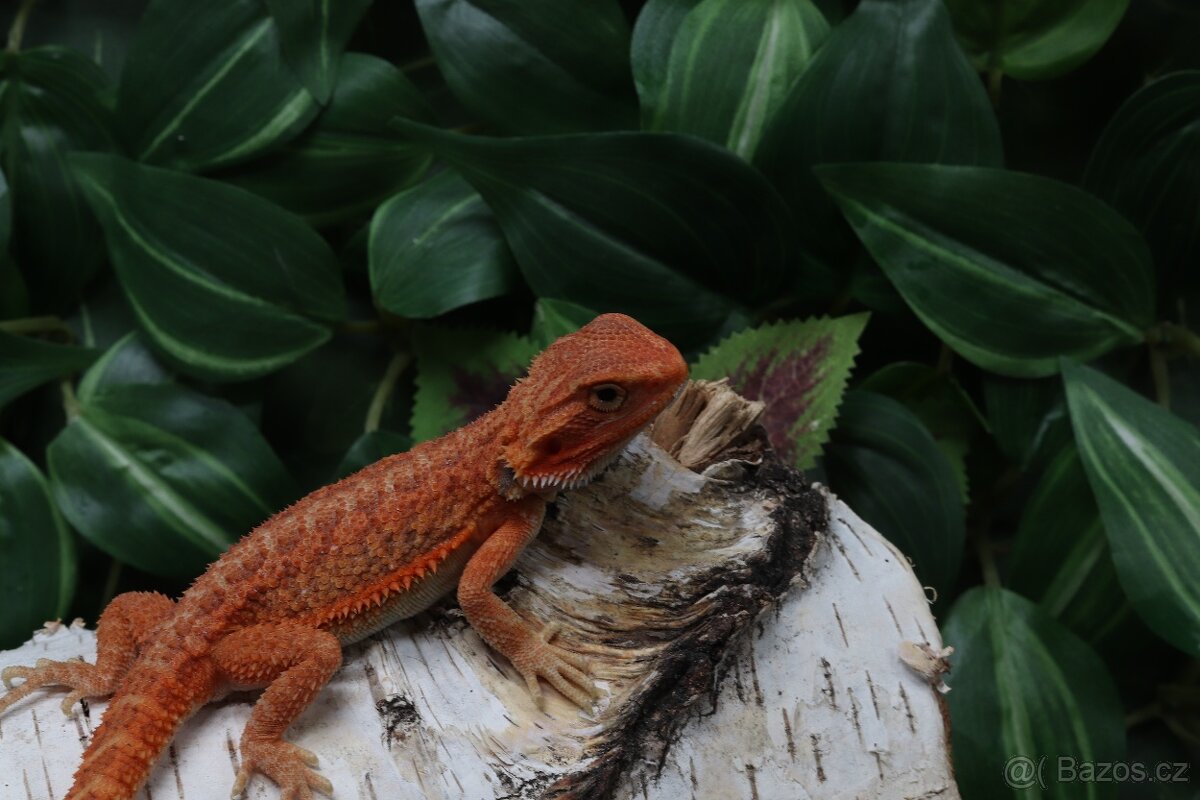 Agama vousatá - Coral