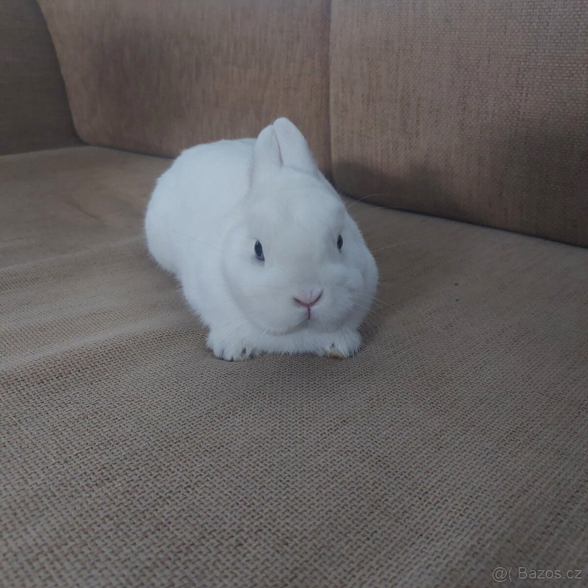 Výměna/prodej Hermelín modrooký (Hem)