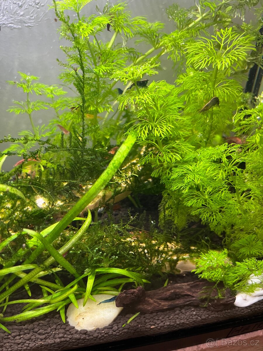 Krevetky neocaridina mix