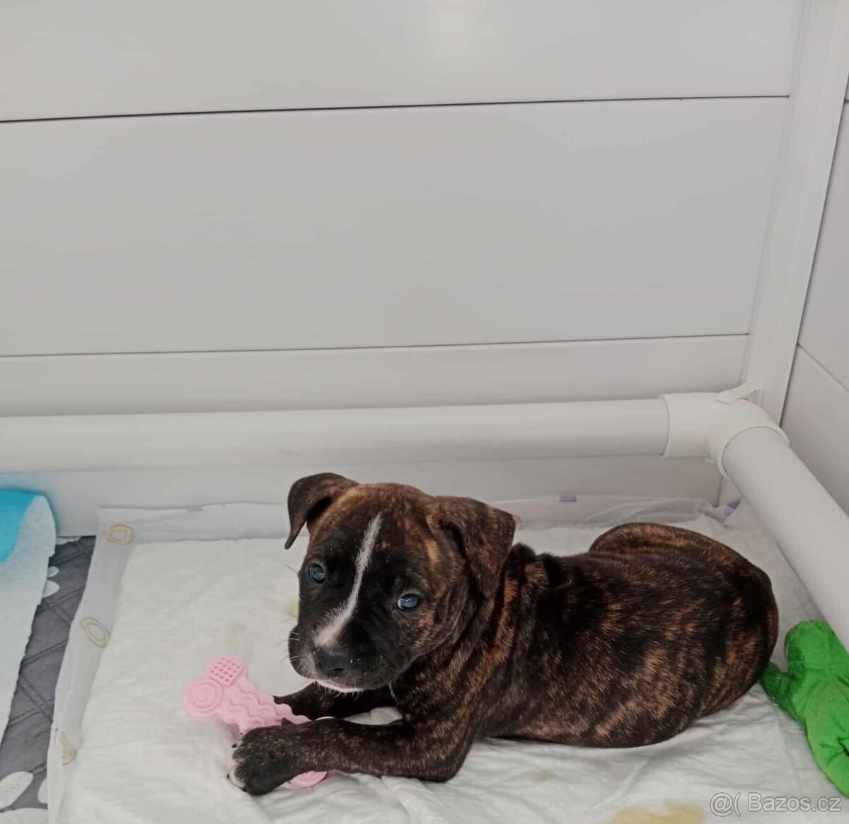 Americký stafordšírský teriér