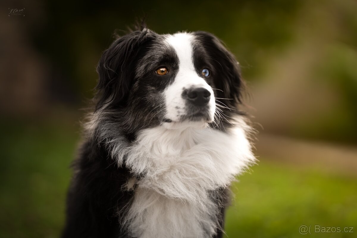 Blue merle bi Miniaturní Americký ovčák / Australský ovčák