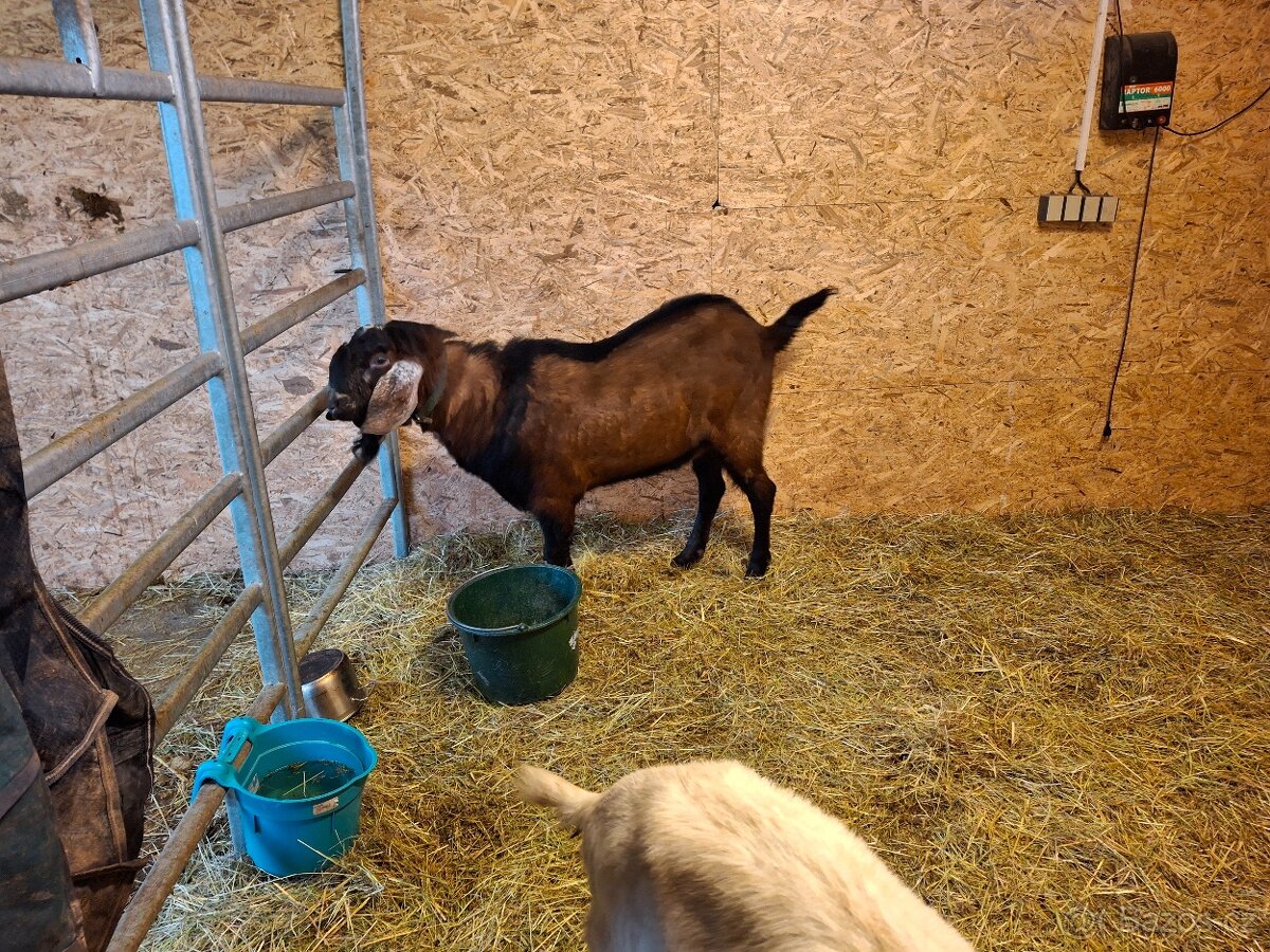 plemený kozel AN 100