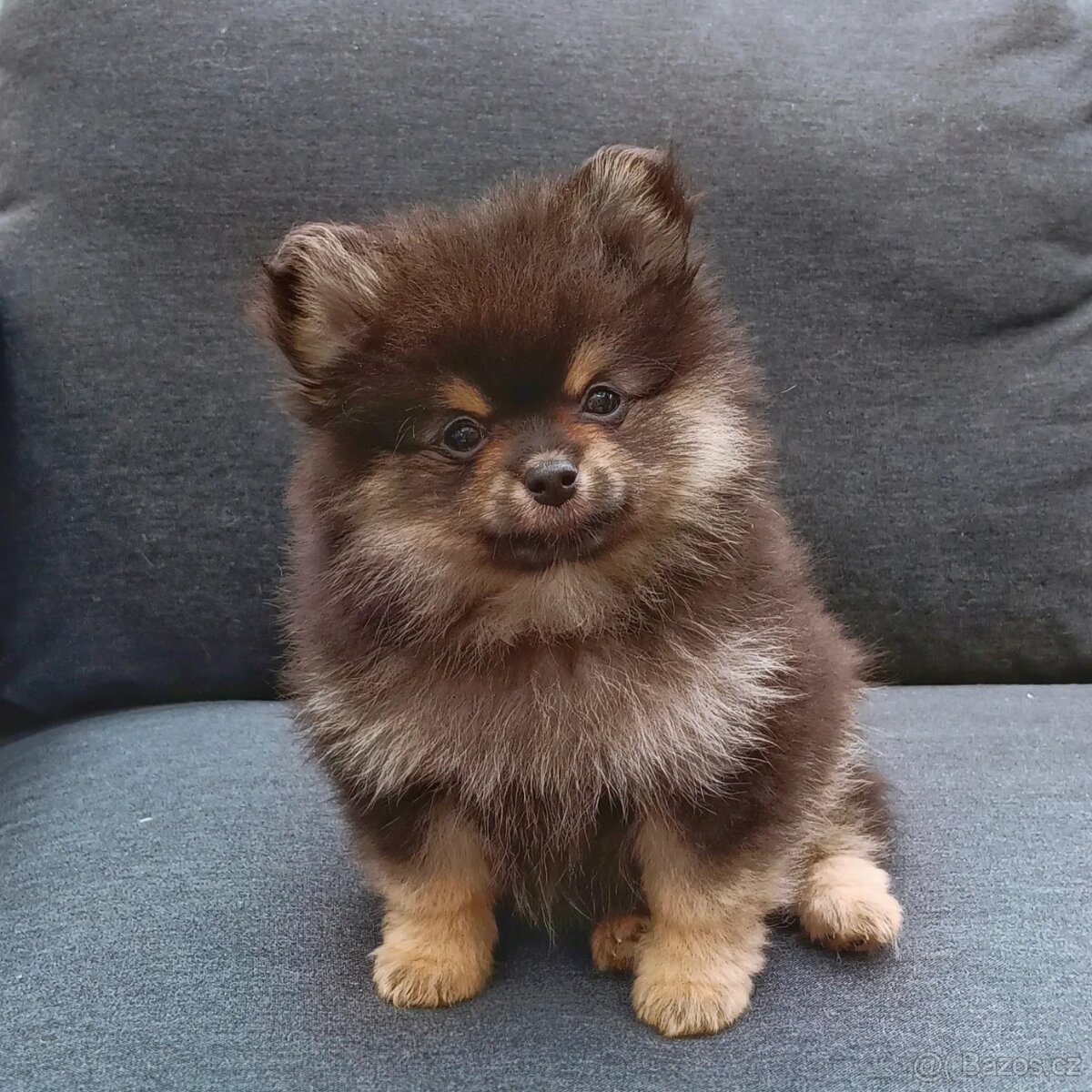 Pomeranian