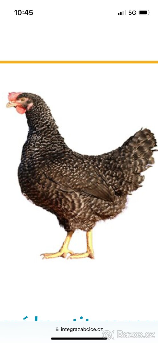 Kropenatý hybrid, kuřata vlašek, násadová vejce