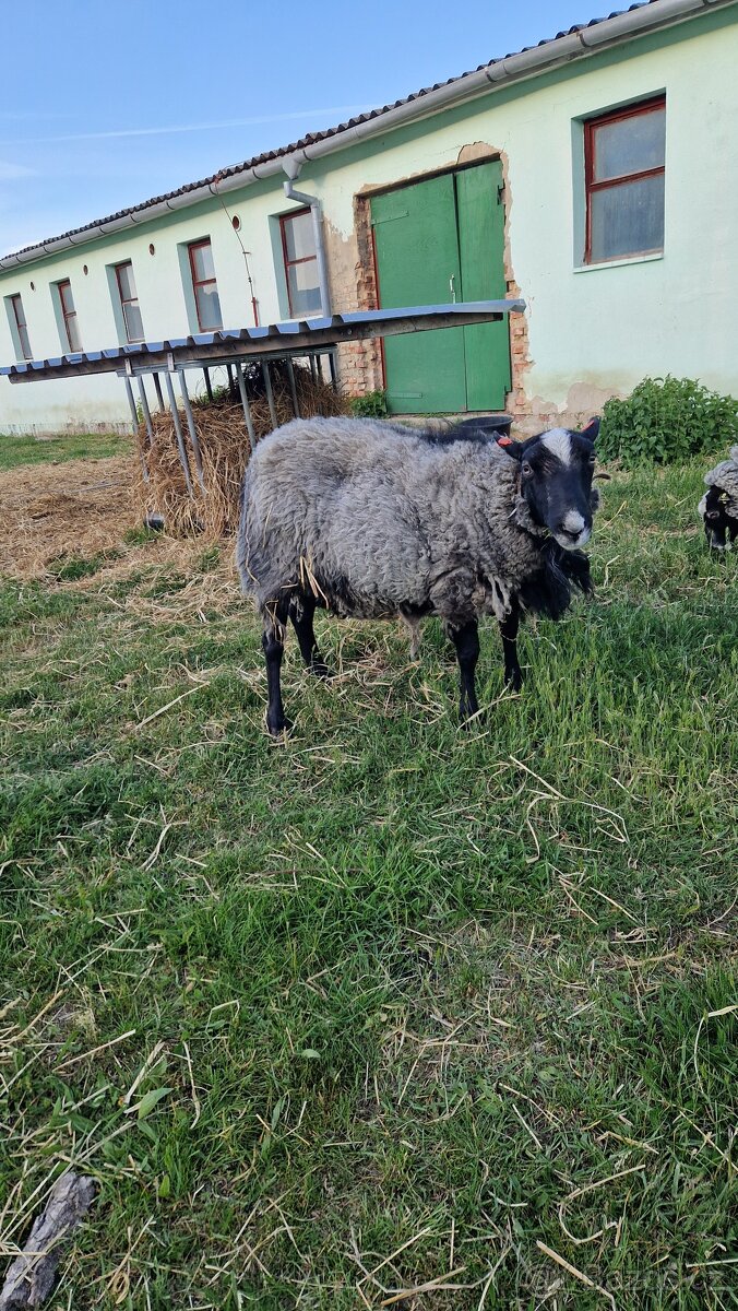 Plemenný beran