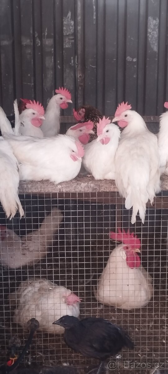 Leghorn