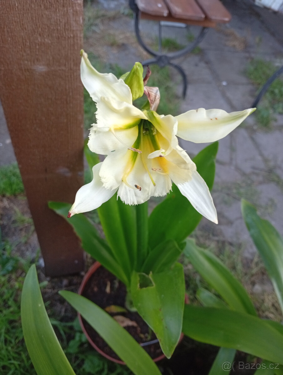 Ismene - sulphur Queen