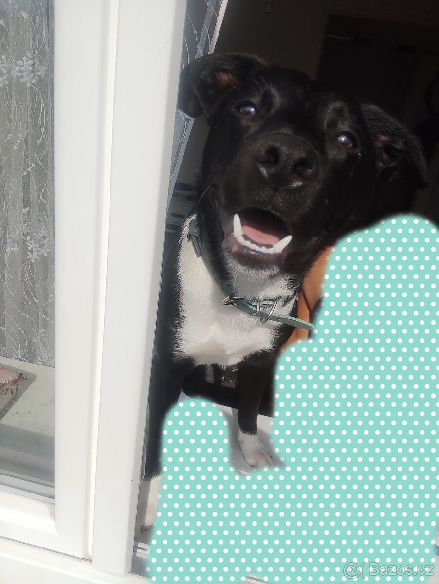 Labradorsky retrívr křížený s Border Kolii