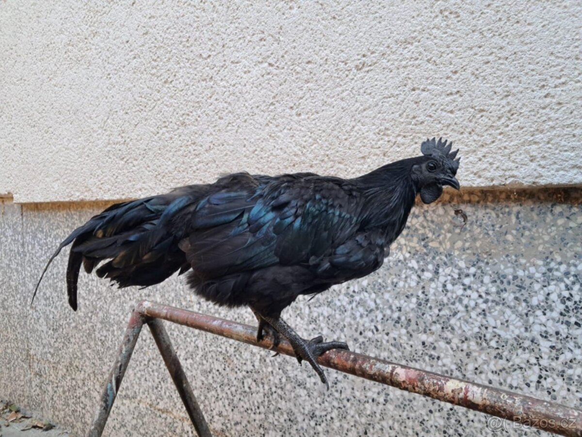 Ayam Cemani