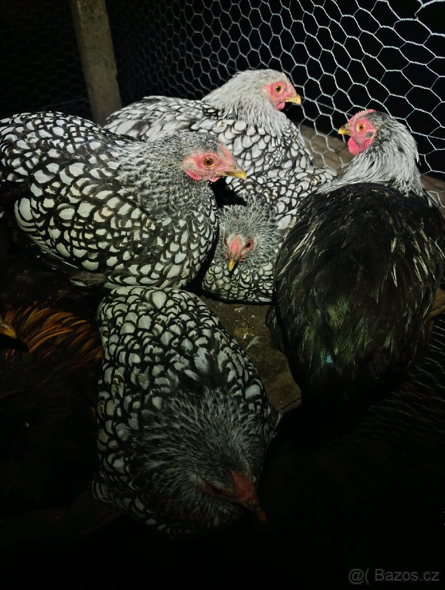 Kohouti Vaydontka zdrobnělá stříbrná černě lemovaná