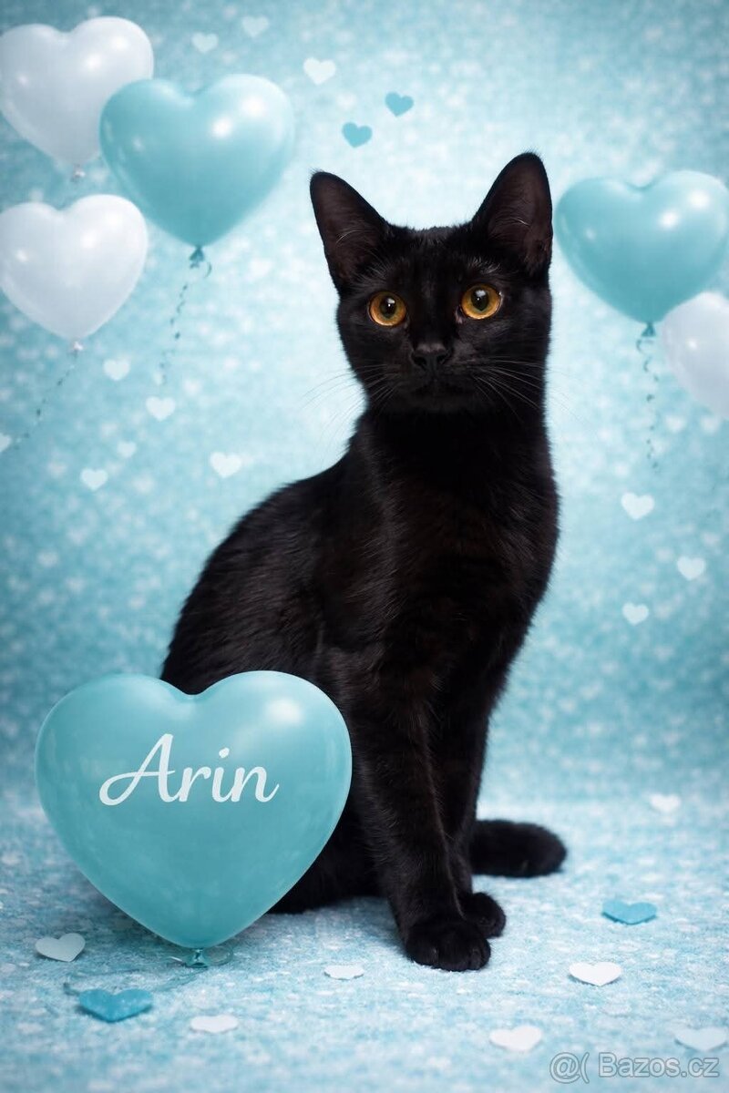 ARIN - kotě, kocourek cca 5 měsíců