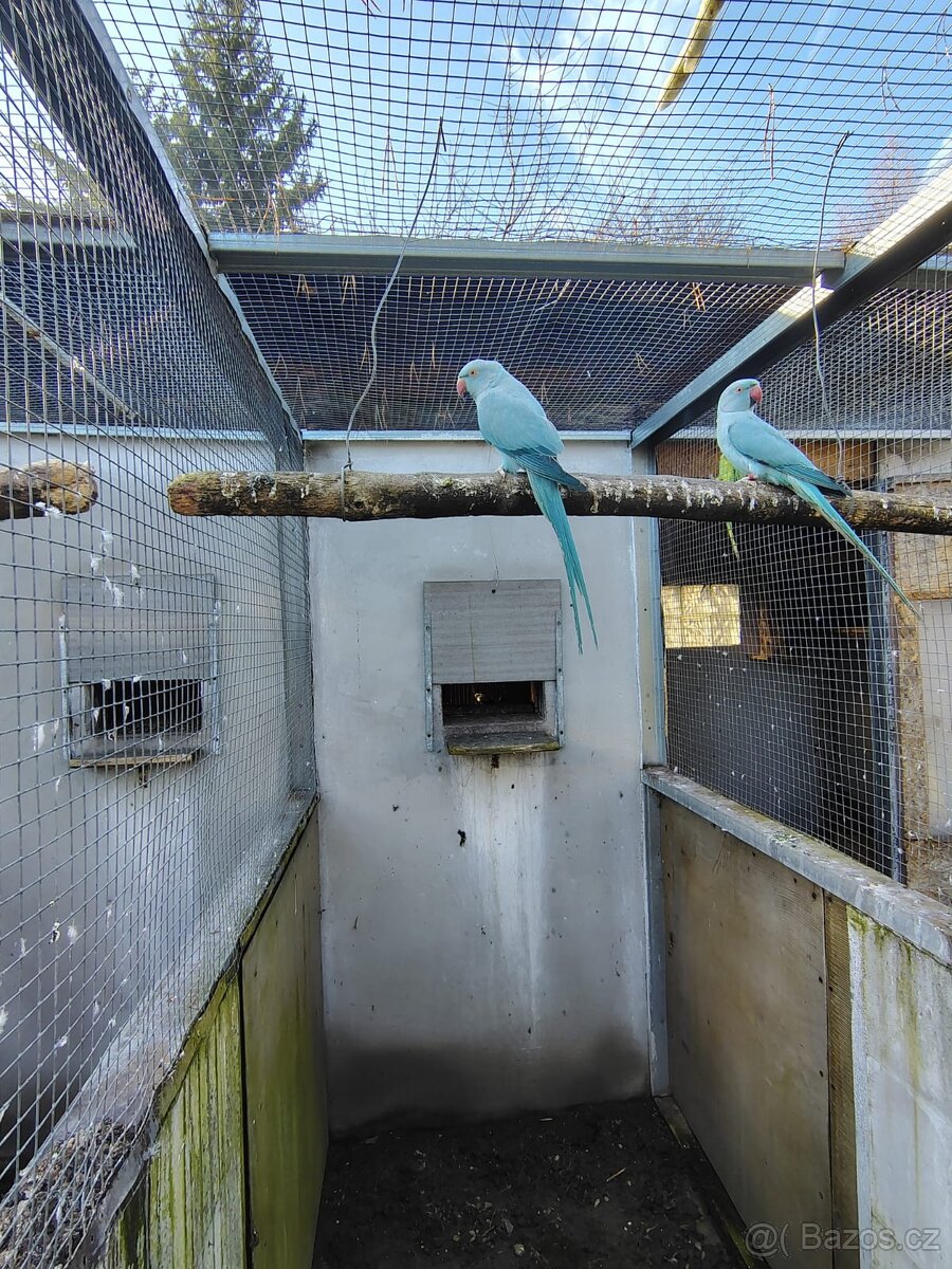 Prodám andulky ,alexandr malý,žako