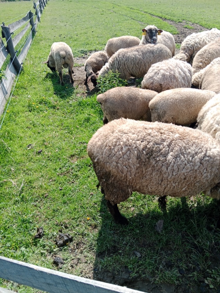 Jehňata Suffolk 2025