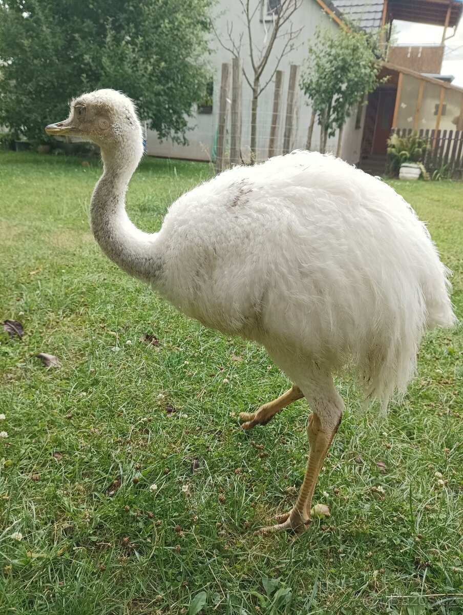 Nandu