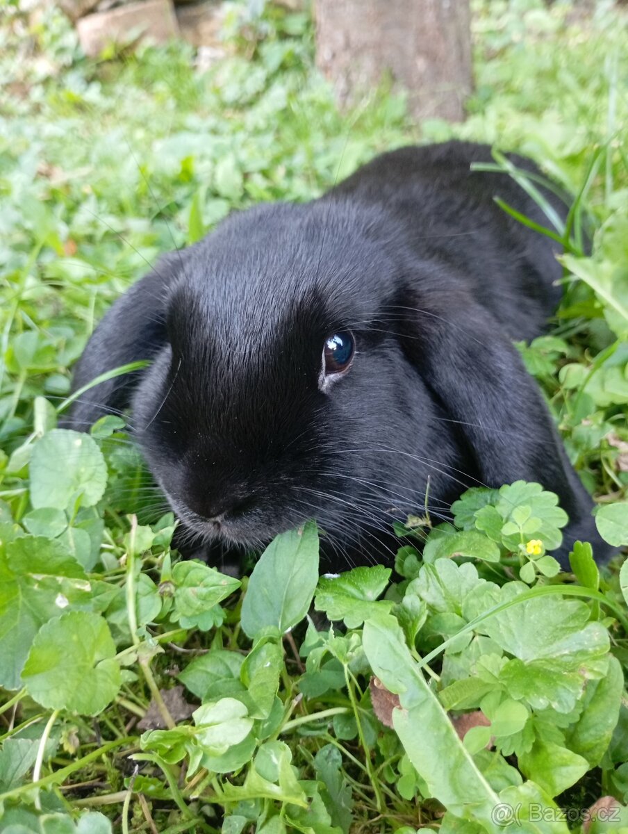 Zakrslý francouzský králíci rodu beránek