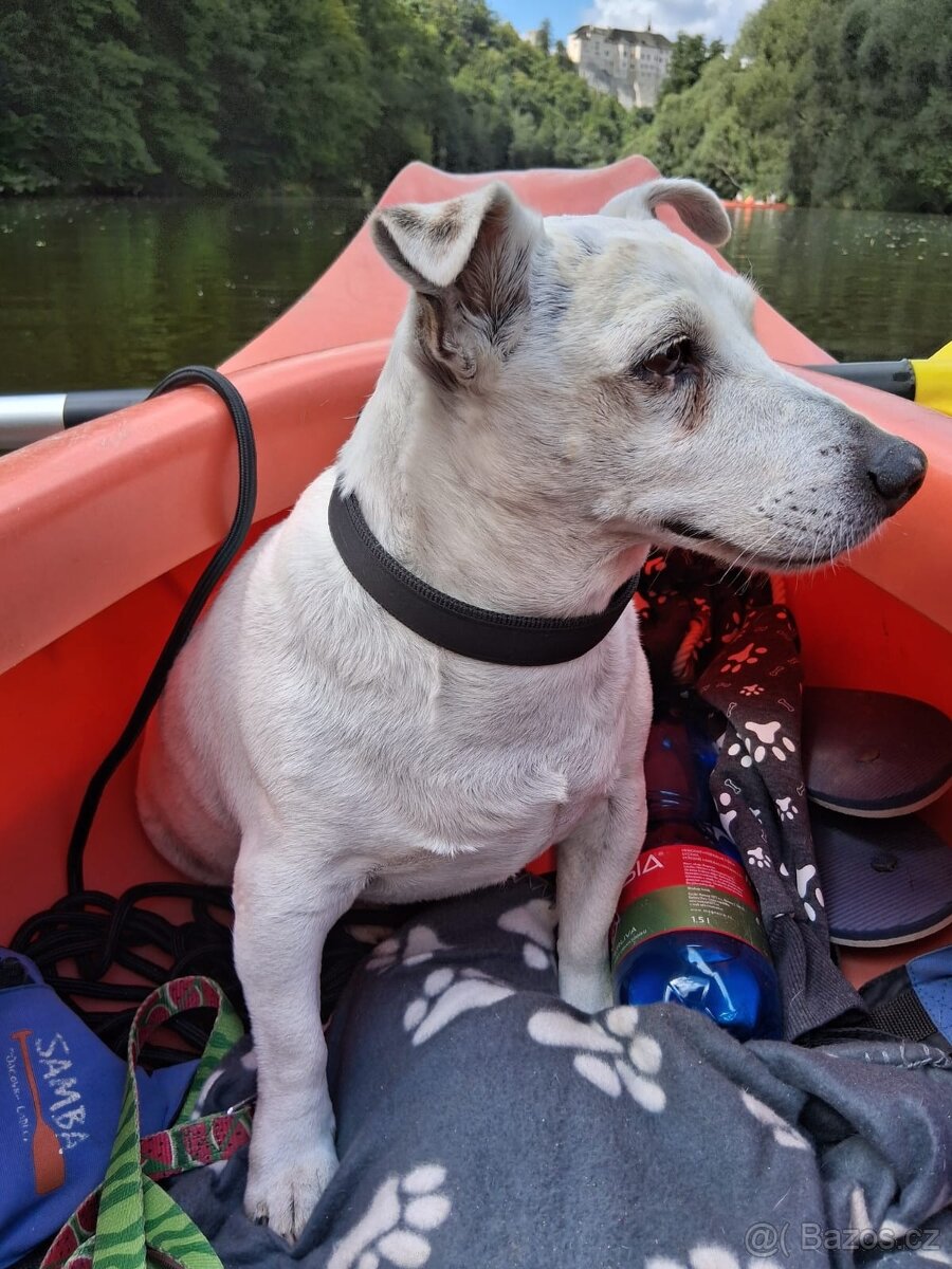 Daruji Jack Russell teriéra
