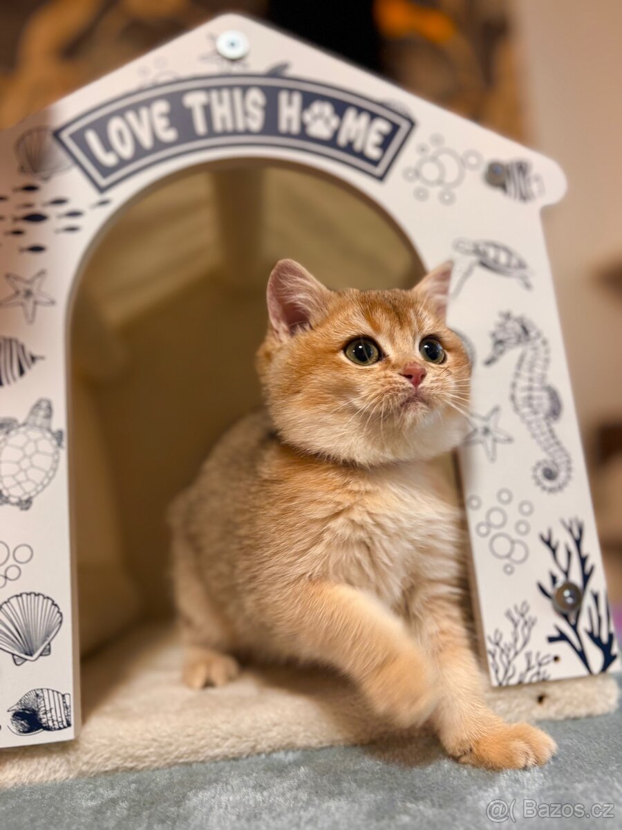 Britská zlatá činčila s PP pro chov