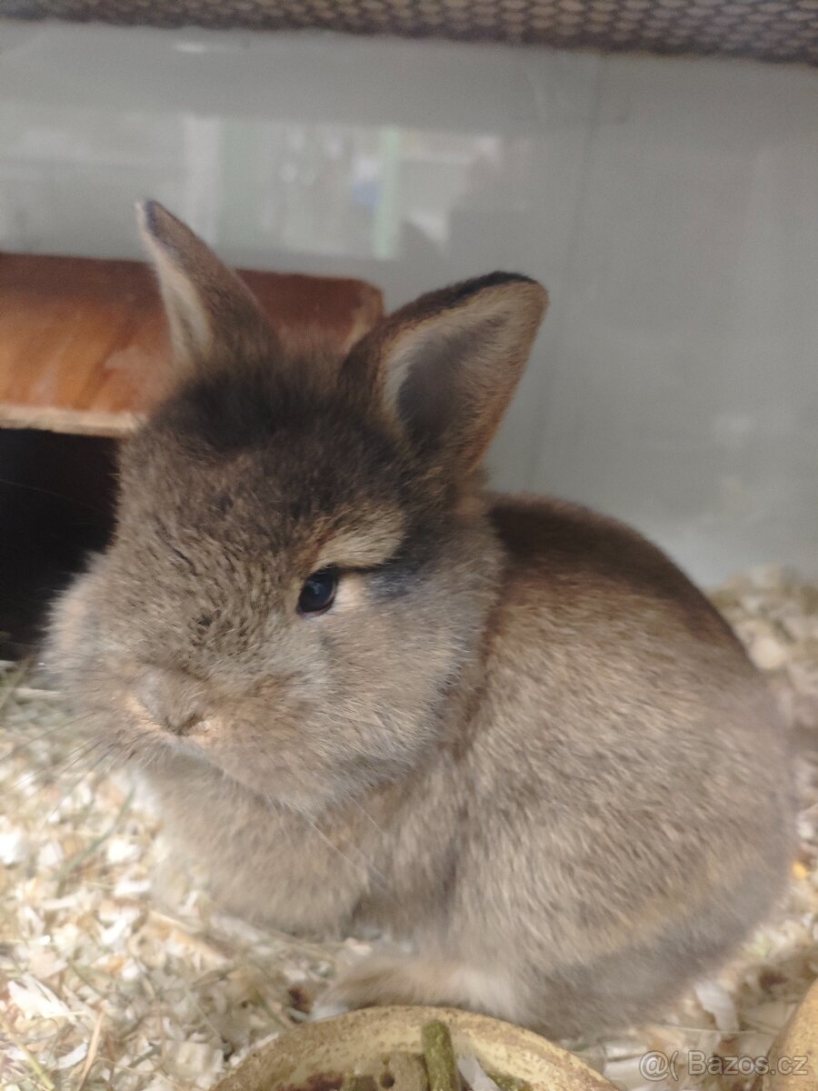 Morčatka, zakrslý králíček