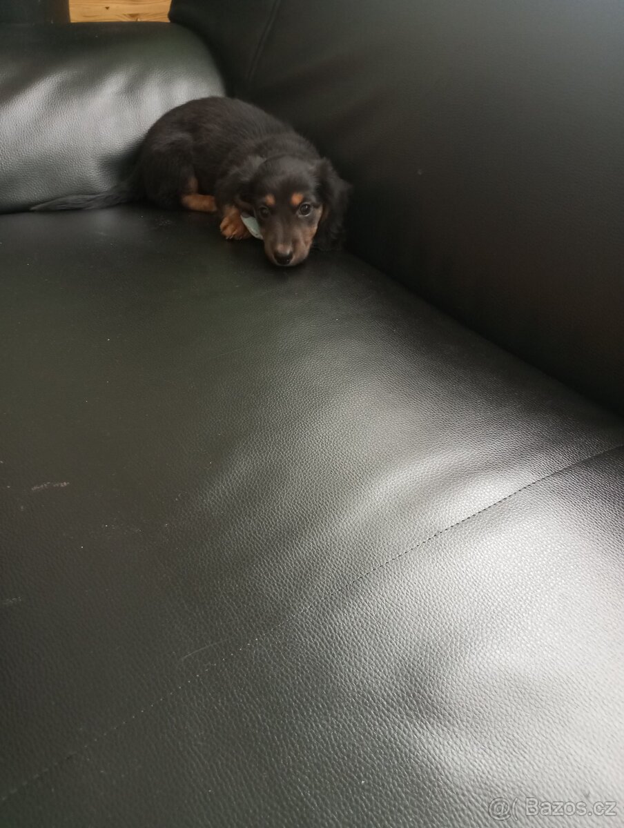 Prodám štěně jezevčíka dlouhosrstý