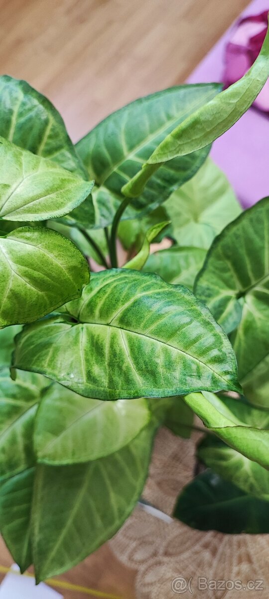 Syngonium