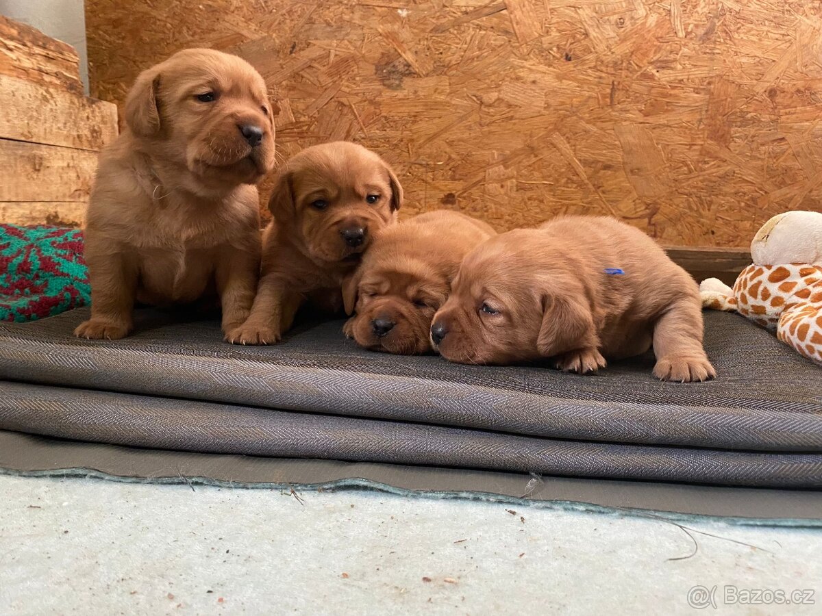 Labradorský retriever s PP Foxred