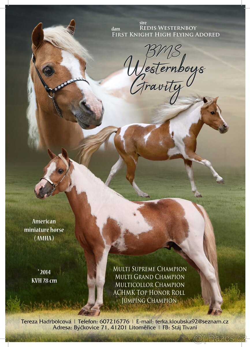 Připouštění plemenným hřebcem amerického minihorse