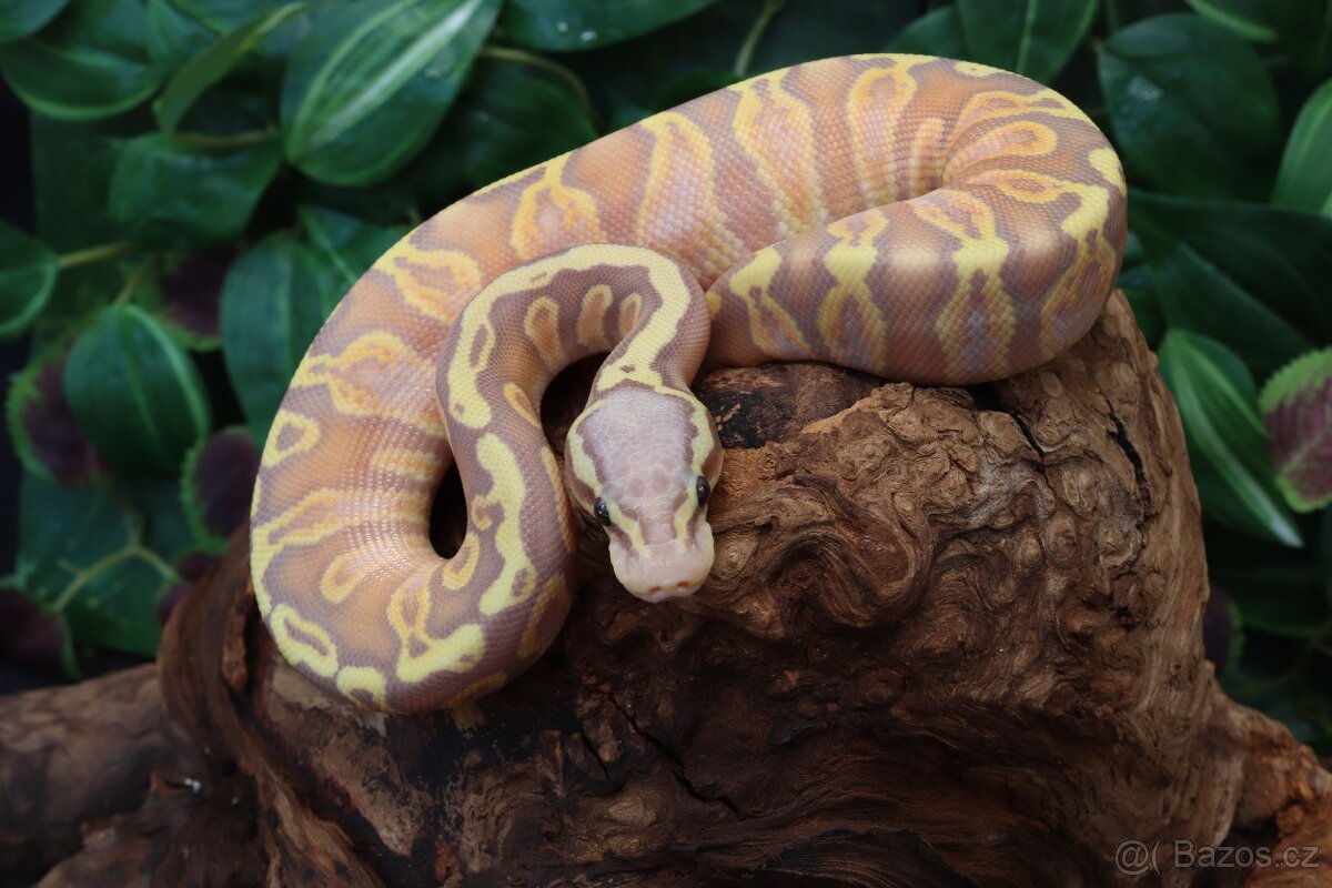 Krajta královská.GHI Banana Pastel het Pied - samice