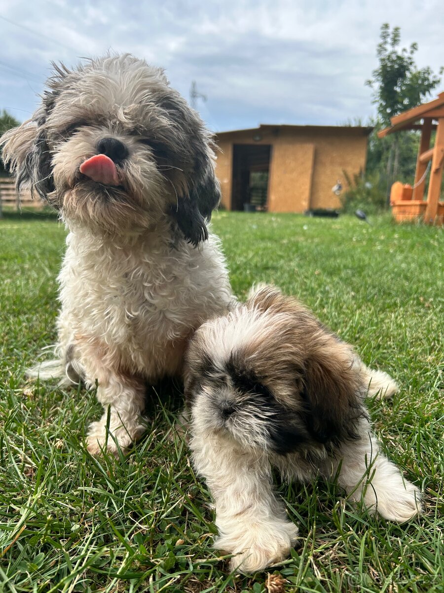 Shih-tzu