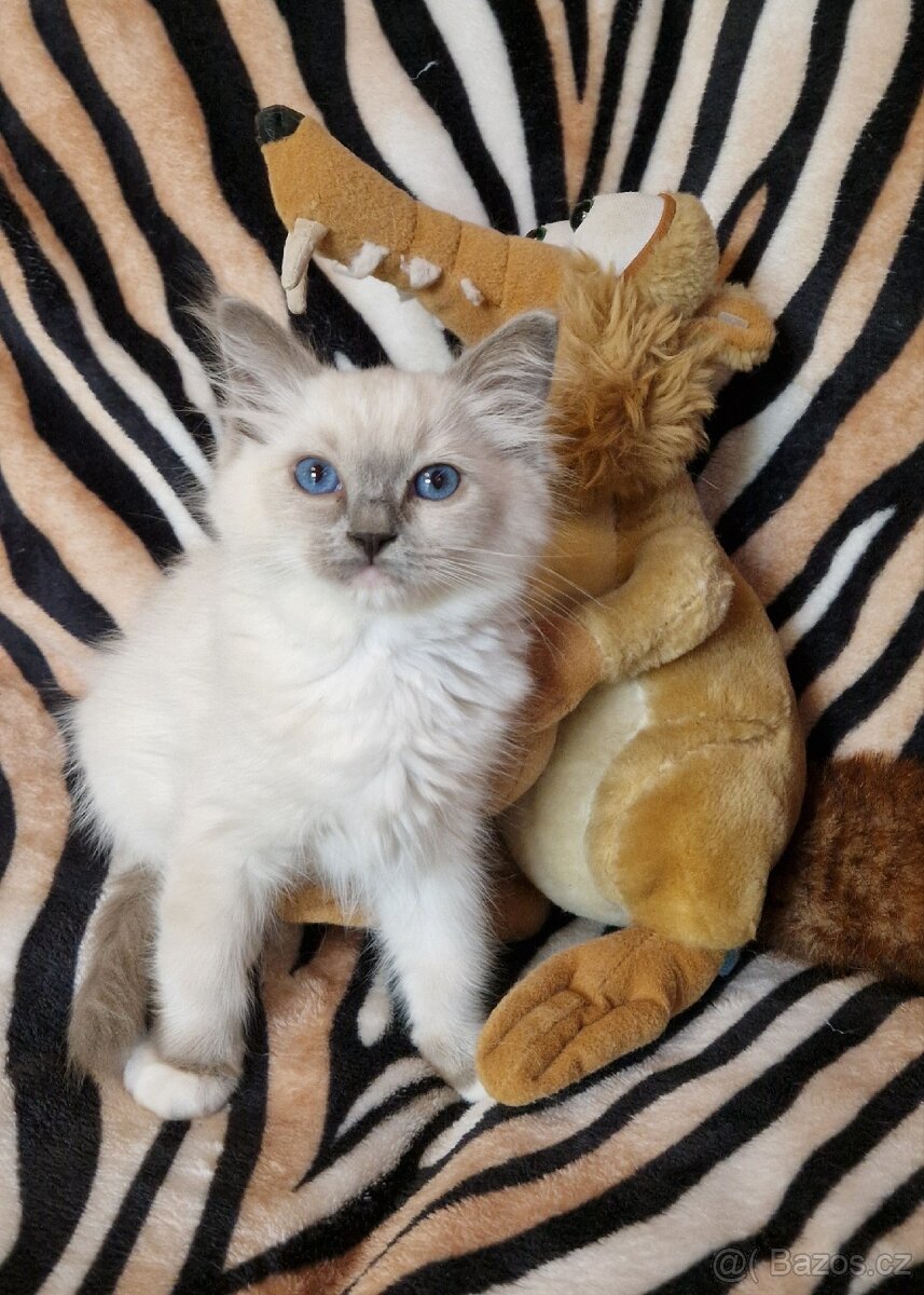 Ragdoll koťátka s PP od FIFE