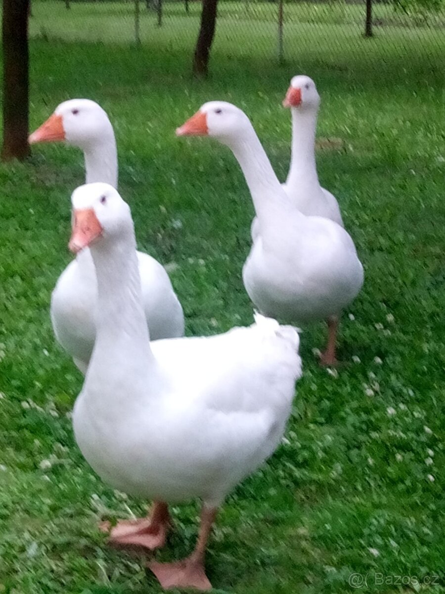 HUSA DOMÁCÍ