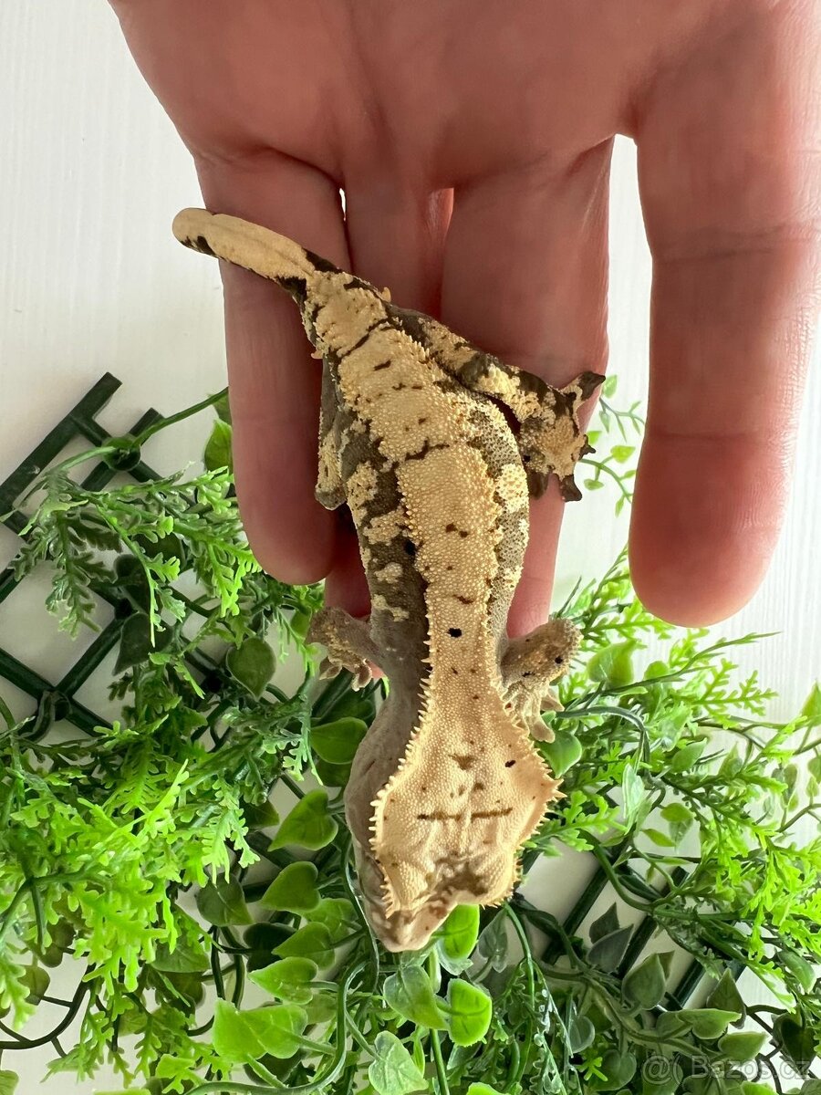 Pagekon řasnatý- Correlophus ciliatus