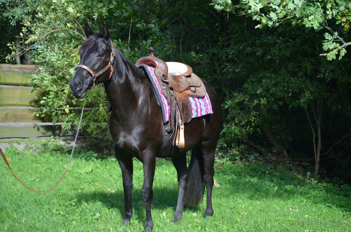 🌟 Na prodej – mladá klisna Paint Horse 🌟