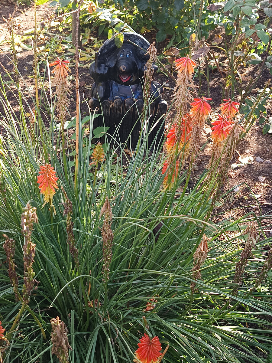 Sazenice Mnohokvětu