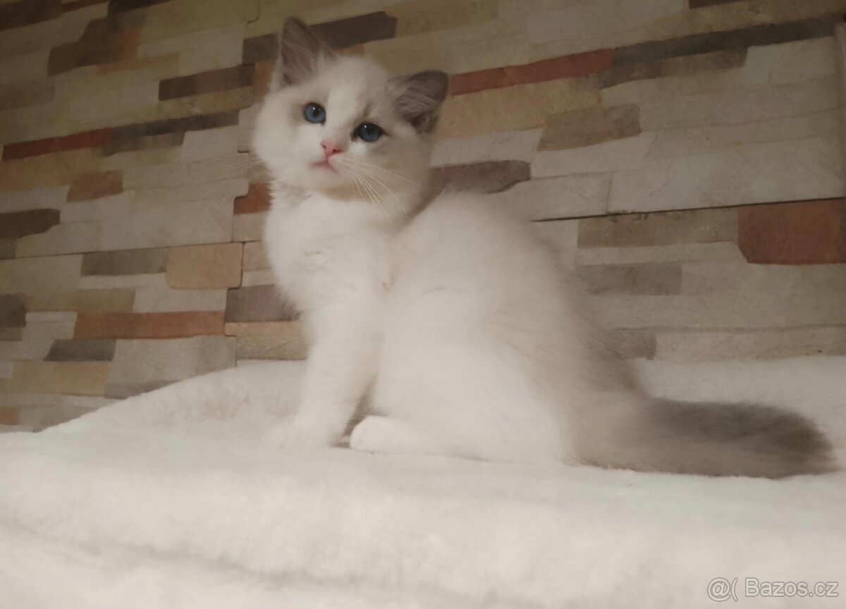 Ragdoll kocourek .