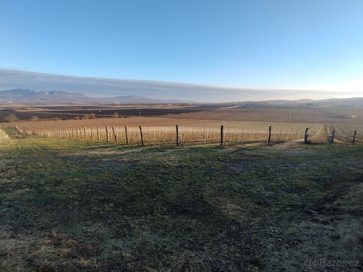 Pronájem vinohradu Dolní Dunajovce